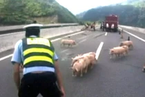 Clip CSGT vây bắt lợn trên đường cao tốc