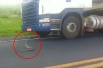 Rắn hổ mang điên cuồng tấn công xe tải trên đường