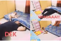 Bật cười với phản ứng của bé trai khi bố bị tấm đệm "ăn thịt"