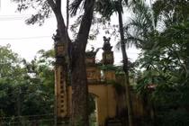 Xôn xao chuyện rao bán “cụ sưa” 50 tỷ đồng