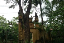 Xôn xao chuyện rao bán “cụ sưa” 50 tỷ đồng