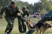 Quân đội Nga dùng chó, hải cẩu để tác chiến