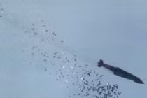 Đài Loan sắp sản xuất “vũ khí diệt sân bay” Trung Quốc