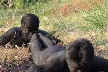 Ảnh QS ấn tượng tuần: lộ diện đặc công Lào