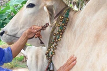 Vỗ vào con bò, bị điện giật chết