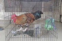 Gà mái bỗng "chuyển giới" thành gà trống ở Sơn La