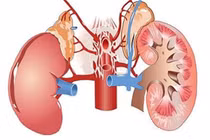 8 tác dụng chữa bệnh không ngờ của hạt đu đủ