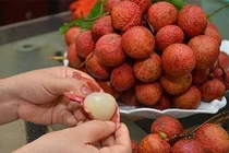 Ăn vải thiều nên tránh những thời điểm này nếu không muốn rước họa