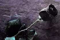 Bí ẩn nơi tồn tại hoa hồng đen huyền bí