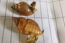 Đi biển mùa hè chớ ăn những loại ốc này kẻo nguy hiểm tính mạng 