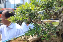 Siêu phẩm nguyệt quế cổ thụ dáng thác đổ đẹp nhất Việt Nam có giá tiền tỷ