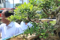 Siêu phẩm nguyệt quế cổ thụ dáng thác đổ đẹp nhất Việt Nam có giá tiền tỷ