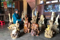 Kiếm tiền "như nước" từ gốc cà phê cổ thụ u bướu