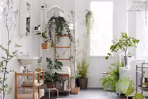 Top cây trồng trong nhà mùa hè, hạ nhiệt 10 độ, không khí trong lành