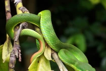 Phát hãi 5 loài rắn cực độc, hay bò vào nhà cắn người ở VN