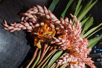 Hoa dại bờ bụi giá siêu đắt đỏ, mối buôn bán 2.000 cành/ngày