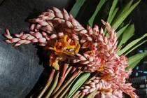 Hoa dại bờ bụi giá siêu đắt đỏ, mối buôn bán 2.000 cành/ngày