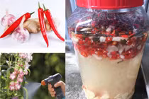 Dùng thảo mộc trừ sâu vẫn cần… cách ly ít nhất 10 ngày