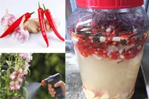 Dùng thảo mộc trừ sâu vẫn cần… cách ly ít nhất 10 ngày