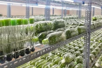 Lan đột biến cấy mô giá rẻ như rau