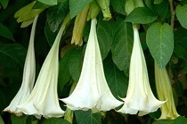 Hãi hùng chất kịch độc có trong loài hoa thiên thần