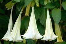 Hãi hùng chất kịch độc có trong loài hoa thiên thần