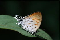 Nghệ thuật trốn kẻ thù bậc thầy của loài bướm