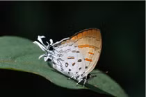 Nghệ thuật trốn kẻ thù bậc thầy của loài bướm