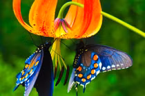 Điểm kỳ lạ chỉ có ở loài bướm khiến động vật to lớn "chào thua"