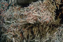 “Quái vật” tôm phát sáng, sống nhăn trong nước sôi 450 độ C