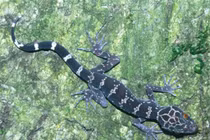 Tò mò vẻ đẹp lạ của loài thằn lằn quý hiếm độc nhất VN 