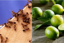 Diệt kiến bằng thảo mộc, coi chừng mang thêm họa vào nhà