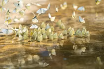 Khám phá thế giới động thực vật "độc lạ" ở rừng già Cúc Phương