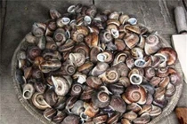 Bí ẩn loài ốc núi linh thiêng chỉ duy nhất có ở Việt Nam