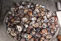 Bí ẩn loài ốc núi linh thiêng chỉ duy nhất có ở Việt Nam