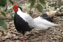 Ly kỳ màn “biến hình” ngoạn mục của gà lôi trắng cực hiếm 