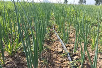 Chàng trai khởi nghiệp với “nông nghiệp điên”, đem rau sạch đổi lấy rác