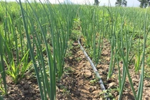 Chàng trai khởi nghiệp với “nông nghiệp điên”, đem rau sạch đổi lấy rác