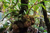 Cây "sinh con" đối phó nước mặn và những loài độc, lạ ở Việt Nam