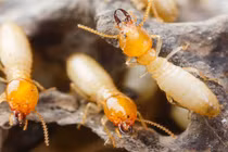 Mối bay ngập nhà ngày hè, cách nào diệt nhanh và an toàn? 