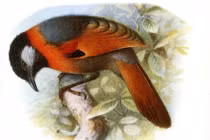 Điểm tên loài động vật độc lạ chỉ có mặt ở Việt Nam