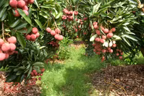 Những điều thú vị về vùng đất Bắc Giang từng khiến kẻ địch kinh hoàng