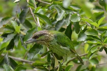 Ngắm báu vật đầy bí ẩn ở VQG Cát Tiên khiến thế giới ngỡ ngàng