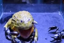 Clip: Đánh liều ăn bọ cạp độc, ếch khổng lồ bị đốt vào mắt