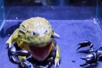 Clip: Đánh liều ăn bọ cạp độc, ếch khổng lồ bị đốt vào mắt