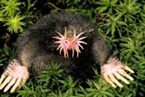 10 loài vật xấu xí nhất hành tinh nhìn đã thấy hãi