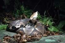 Cận mặt các loài rắn cực độc ở Việt Nam, nhìn thấy nhanh tránh xa