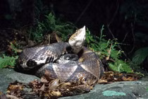 Cận mặt các loài rắn cực độc ở Việt Nam, nhìn thấy nhanh tránh xa