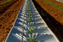 Giữa sa mạc, người Israel trồng cây nuôi cá, tạo ra kỳ tích thế nào?