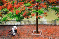 Nhà thơ Thanh Tùng và mối tình đắm đuối “Thời hoa đỏ”